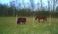 Euro Mustangnetz 145/2, engmaschig, Länge 50 m