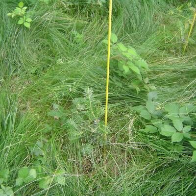 Bild 1 Fiberglas-Markierstab für Forstpflanzen