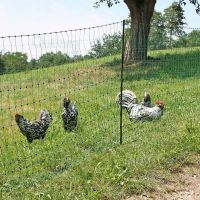 Bild 1 Poulnet grün - nicht elektrifizierbares Geflügelnetz - Länge 50 m Bild 1 Poulnet grün - nicht elektrifizierbares Geflügelnetz - Länge 50 m