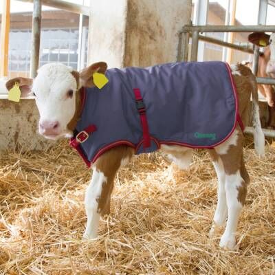 Bild 1 Kälberdecke ThermoPlus